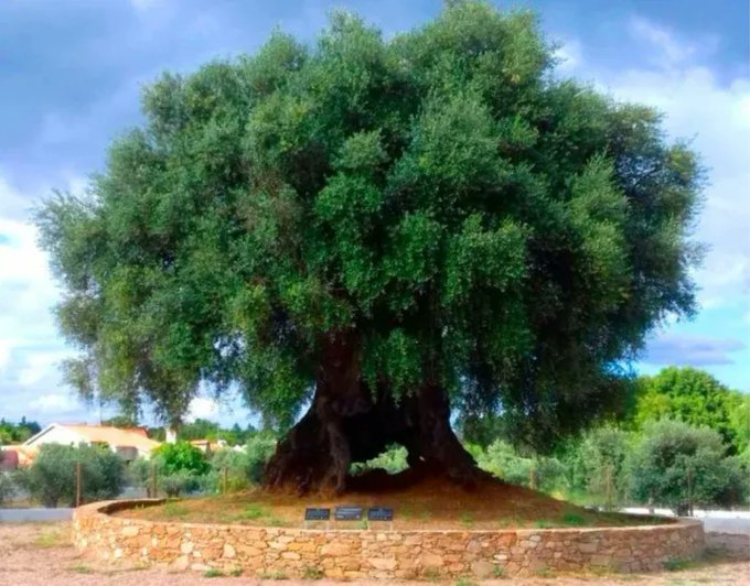 This 3,350-year-old olive tree in Portugal is still producing olives