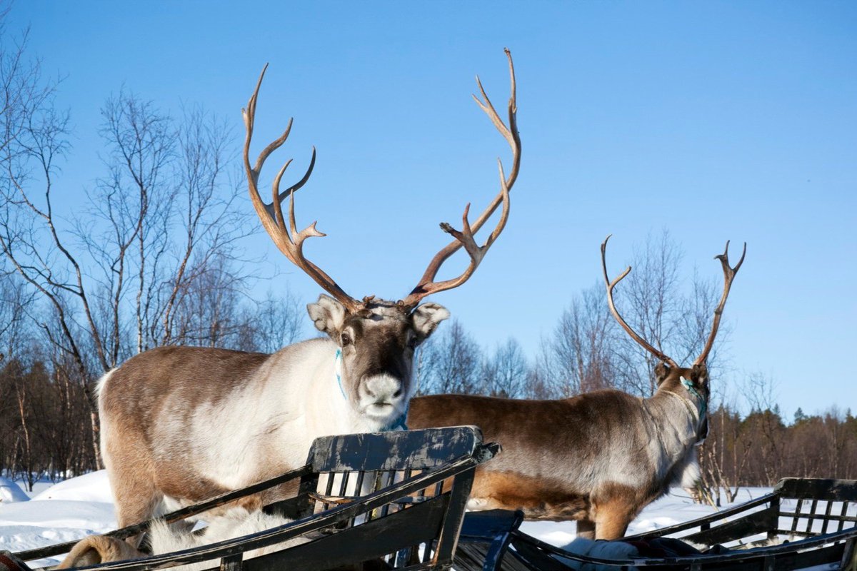 Transun's tweet image. A fantastic adventure deep inside the Arctic Circle! ❄️ Our Snowmobile Voyager trip takes you even further off the beaten path in True Lapland. Dates are available now for winter 2027... or grab one of the remaining spaces for THIS February! 👉 transun.co.uk/snowmobile-voy…