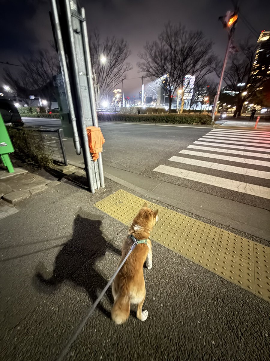 Chicken2Search's tweet image. 前社のお友だちがションさんをみに
駐車場まできてくれたので
駅までお見送りしてきました
#柴犬