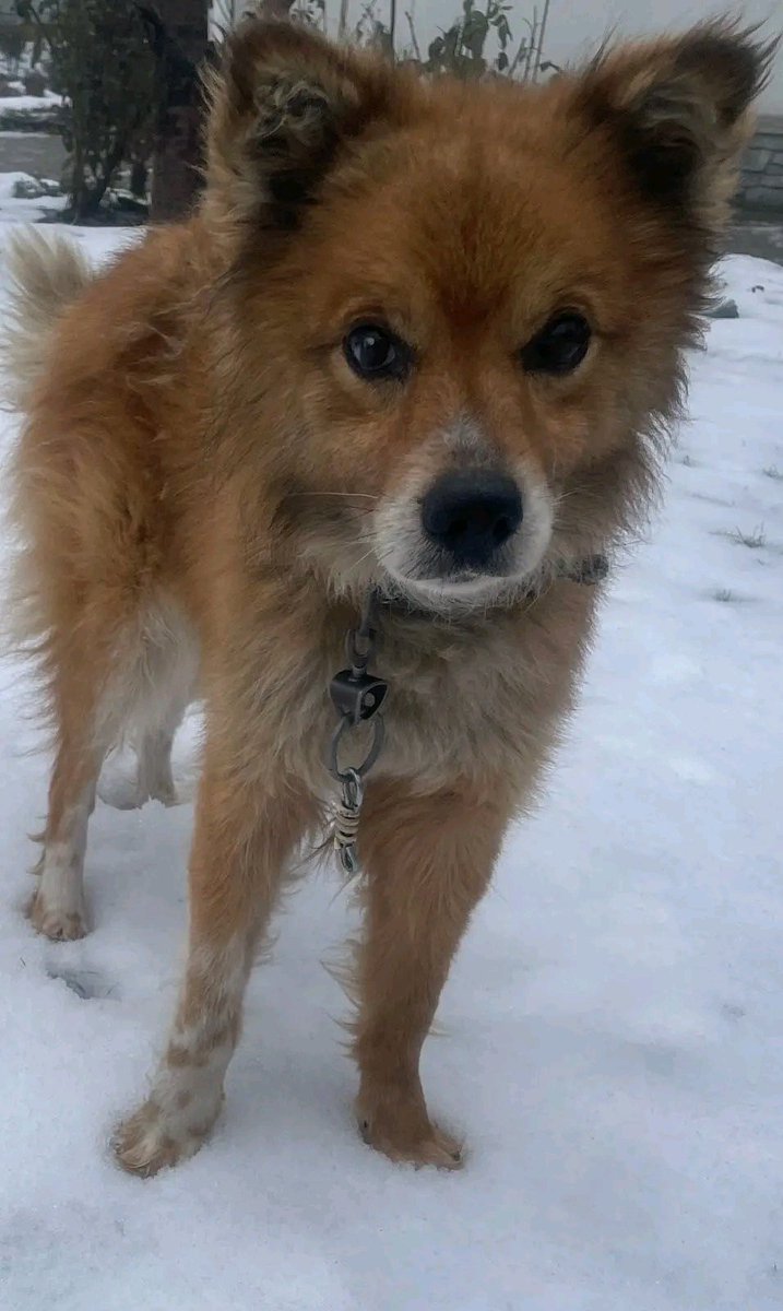 Proskoviia's tweet image. Друзі, хтось їде з Черкас до Харкова? Потрібно песика передати в Харків, знайшлась людина, яка готова його взяти, будь ласка допоможіть репостом !!!!
0938566400