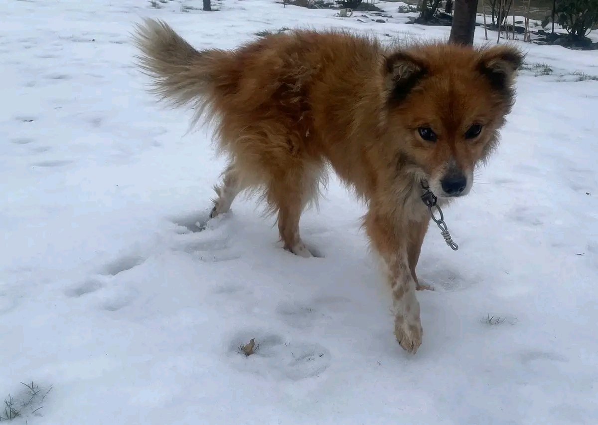 Proskoviia's tweet image. Друзі, хтось їде з Черкас до Харкова? Потрібно песика передати в Харків, знайшлась людина, яка готова його взяти, будь ласка допоможіть репостом !!!!
0938566400