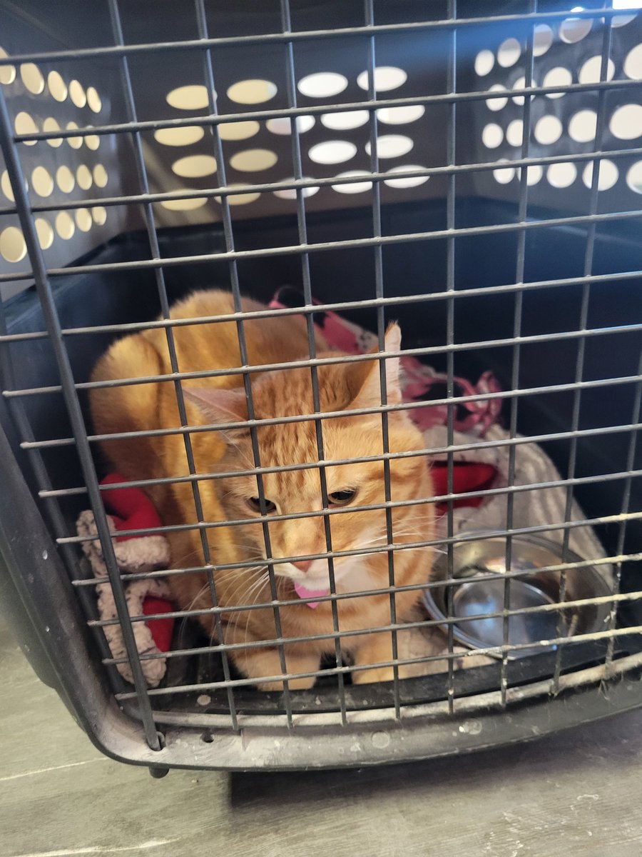 Please say a prayer to St. Francis for this little guy. He's not feeling so hot.