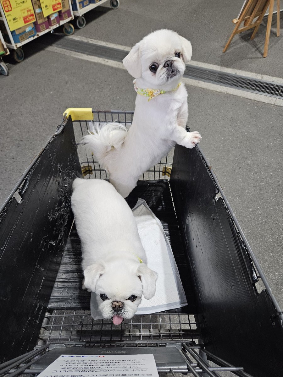 ニコママ (@nichomama) / Posts / X