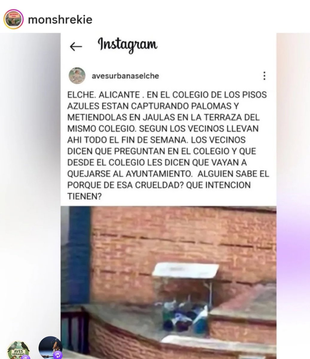 Juan Palomo tweet media