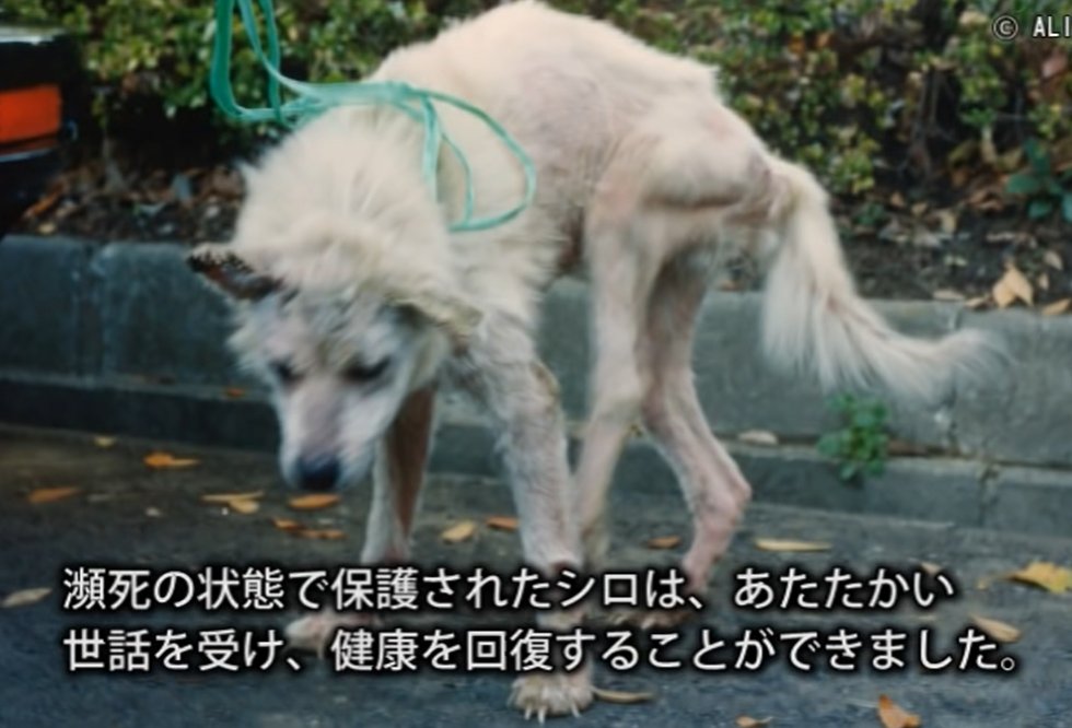 sonnyaonnyanko's tweet image. 実験犬シロのねがい

飼い主に虐待され捨てられたシロは
保健所から動物管理事務所へ送られ
千三百円で国立病院の実験施設に
「実験犬」として買われる

脊髄の神経を切る手術をされたシロ
麻酔が切れた後 痛みをとめる薬も
傷の手当てもなく…
続き👉prtimes.jp/main/html/rd/p…