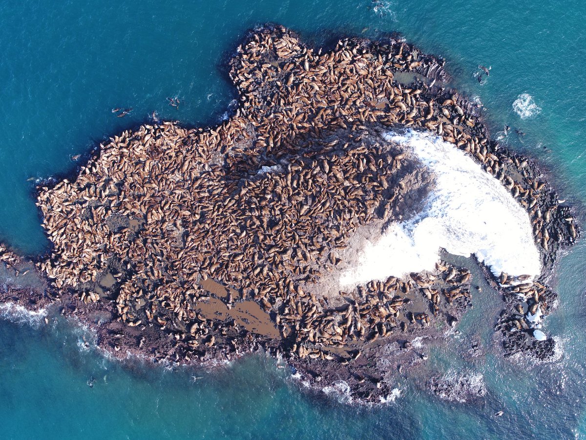 本日のトド😨
これはちょっとヤバいレベルですね💦
3000頭くらいいるのかな…🤔（数はまだ未確認です）

#トド #海獣 #鰭脚類 #StellerSeaLion #弁天島 #稚内 #北海道