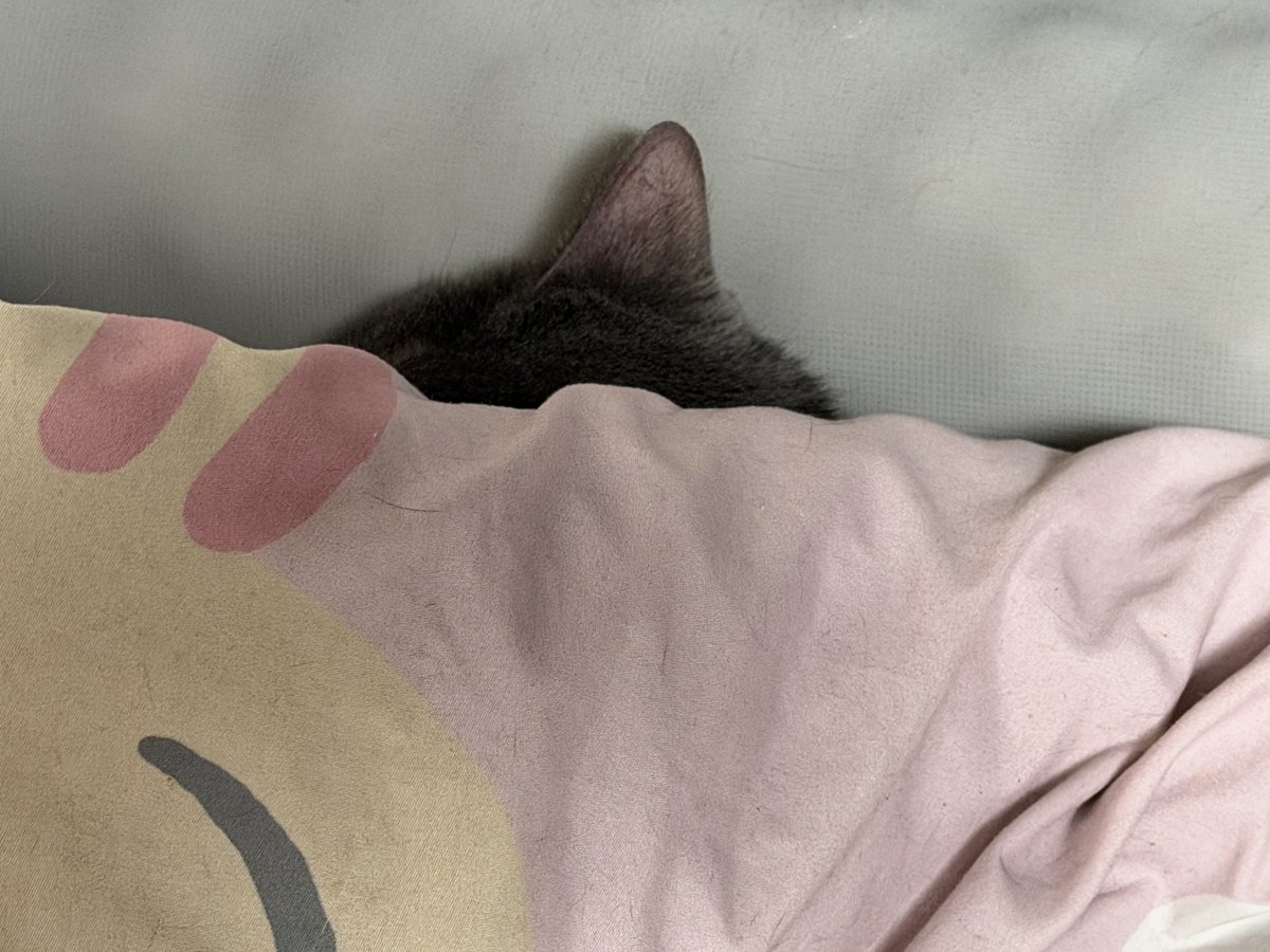 毛玉君が布団被って枕使って寝とる💤猫としての自覚が足りん。枕も布団も毛だらけである
