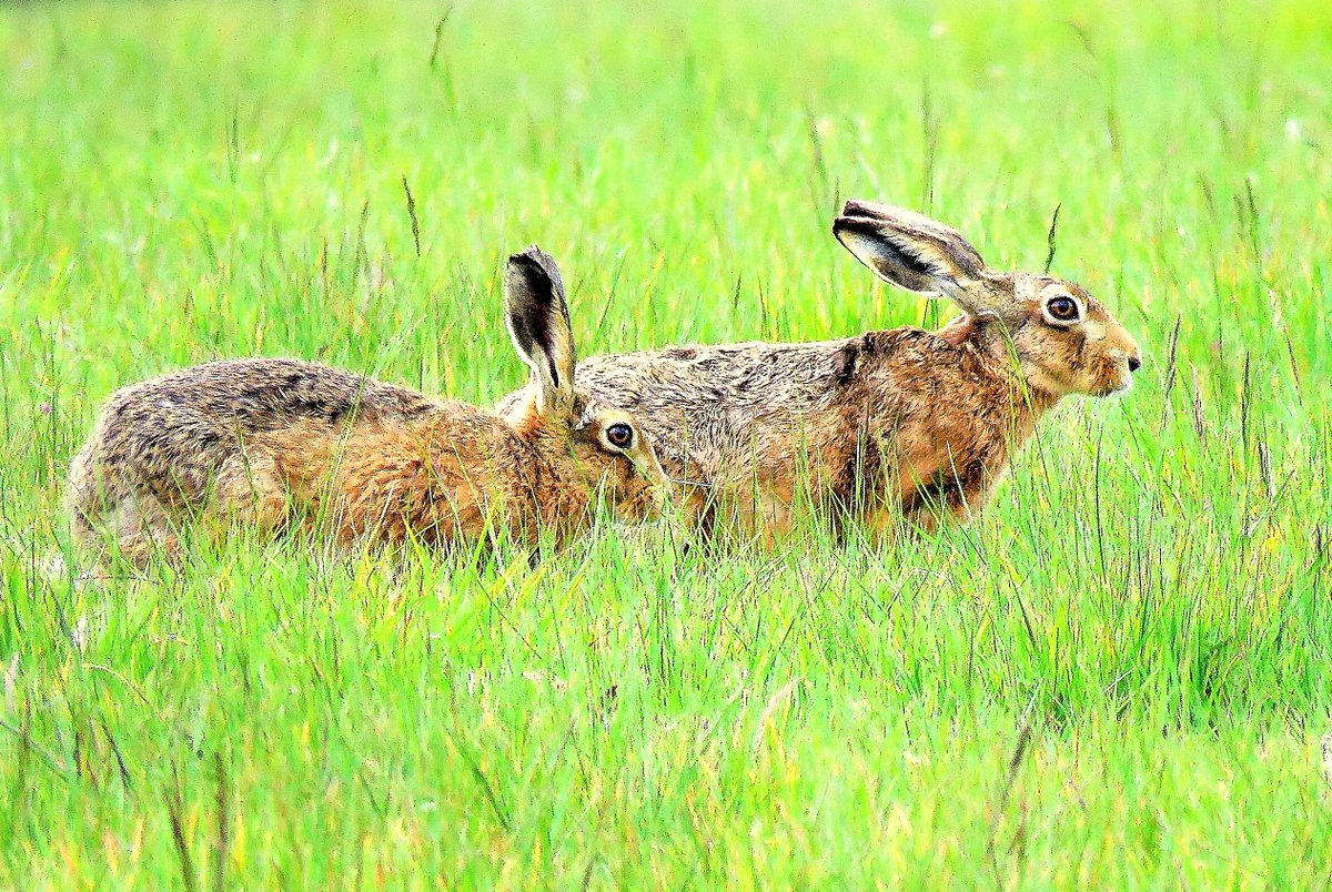 East Suffolk Conservative motion to support local hare populations passes!

East Suffolk Council has formally approved the "Hare Motion," a new strategic commitment aimed at enhancing the protection of brown hares and their natural habitats across the district.