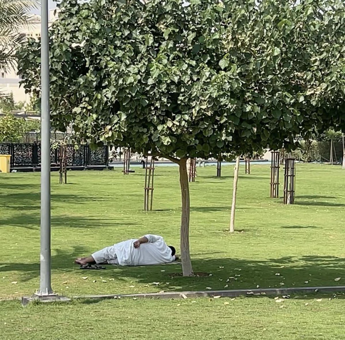 السعادة أحيانًا غفوه تحت الشجرة بس حنا نصعب الحياة..