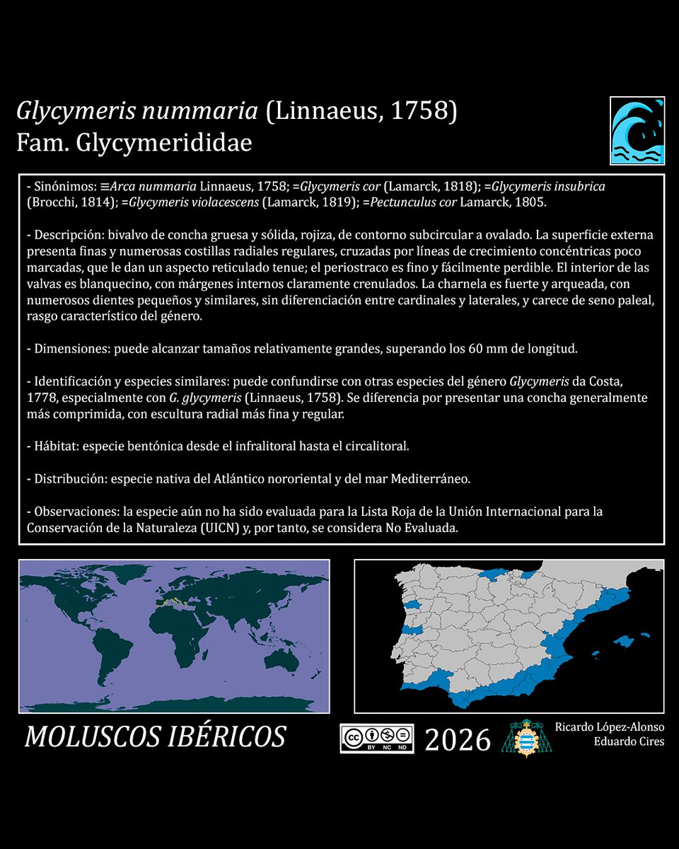 EduardoCires's tweet photo. Glycymeris nummaria (Linnaeus, 1758)
#Glycymerididae #malacología #gastropoda #moluscosmarinos #marinemolluscs #marinebiology #marinebiodiversity #marineecology #faunamarina #shellart #naturalhistory
@IndurotUniovi @Lopezalonsord
@uniovi_info @UOdivulga https://t.co/oxSpYxXxr1