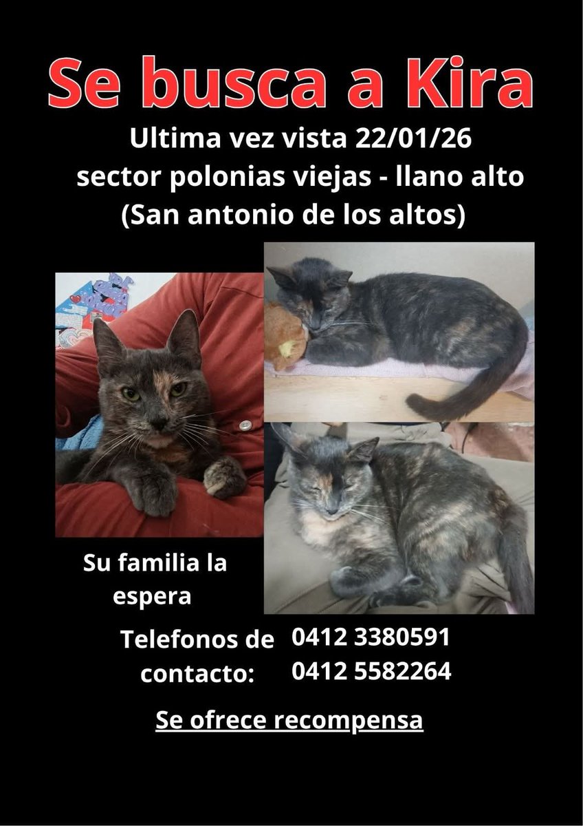 PerroUsuario Wof '•' tweet media