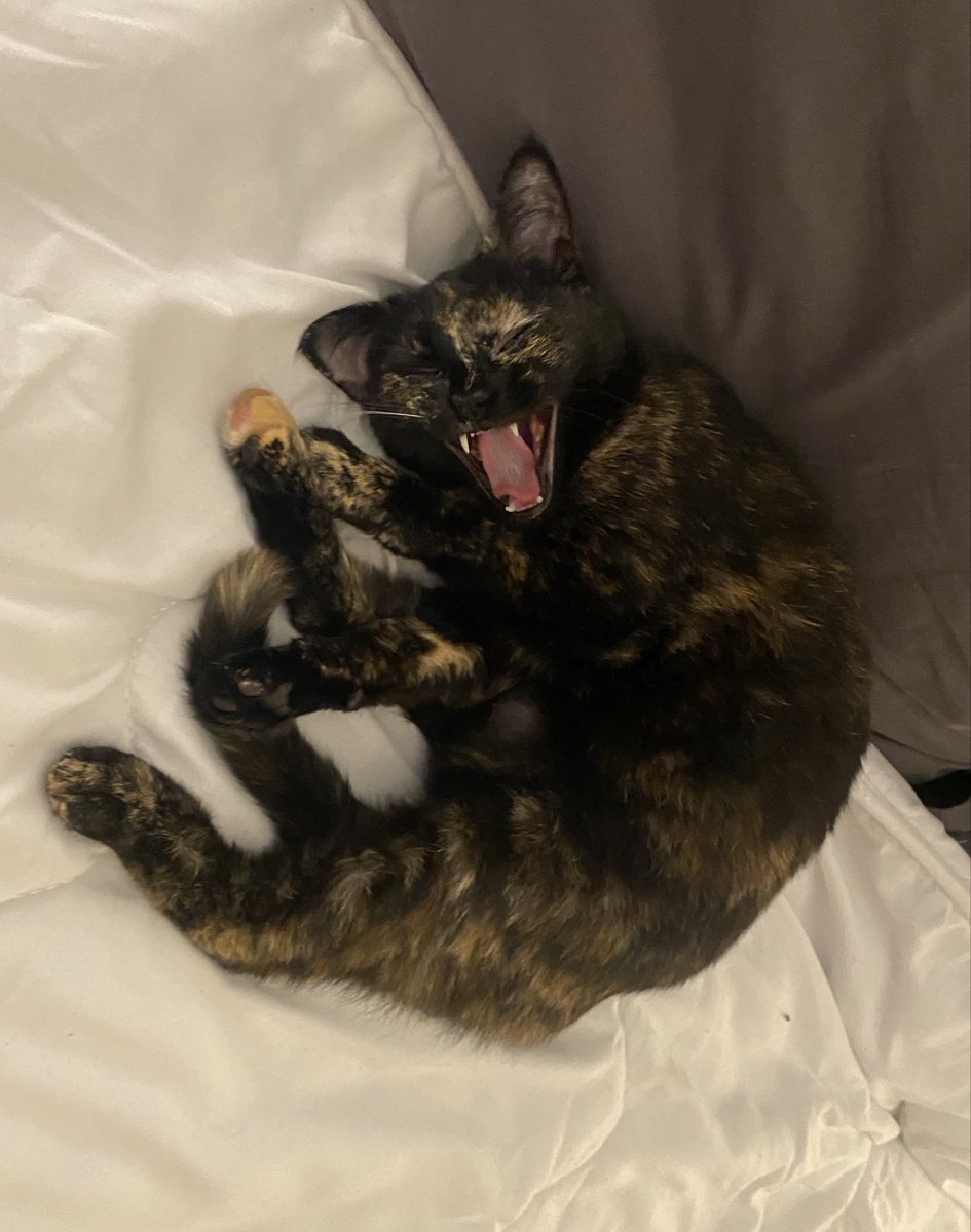 𝓮𝓬𝓵𝓲𝓹𝓼𝓮 tweet media