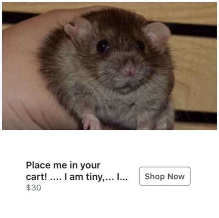 a life without rats is possible... but is it worth living?