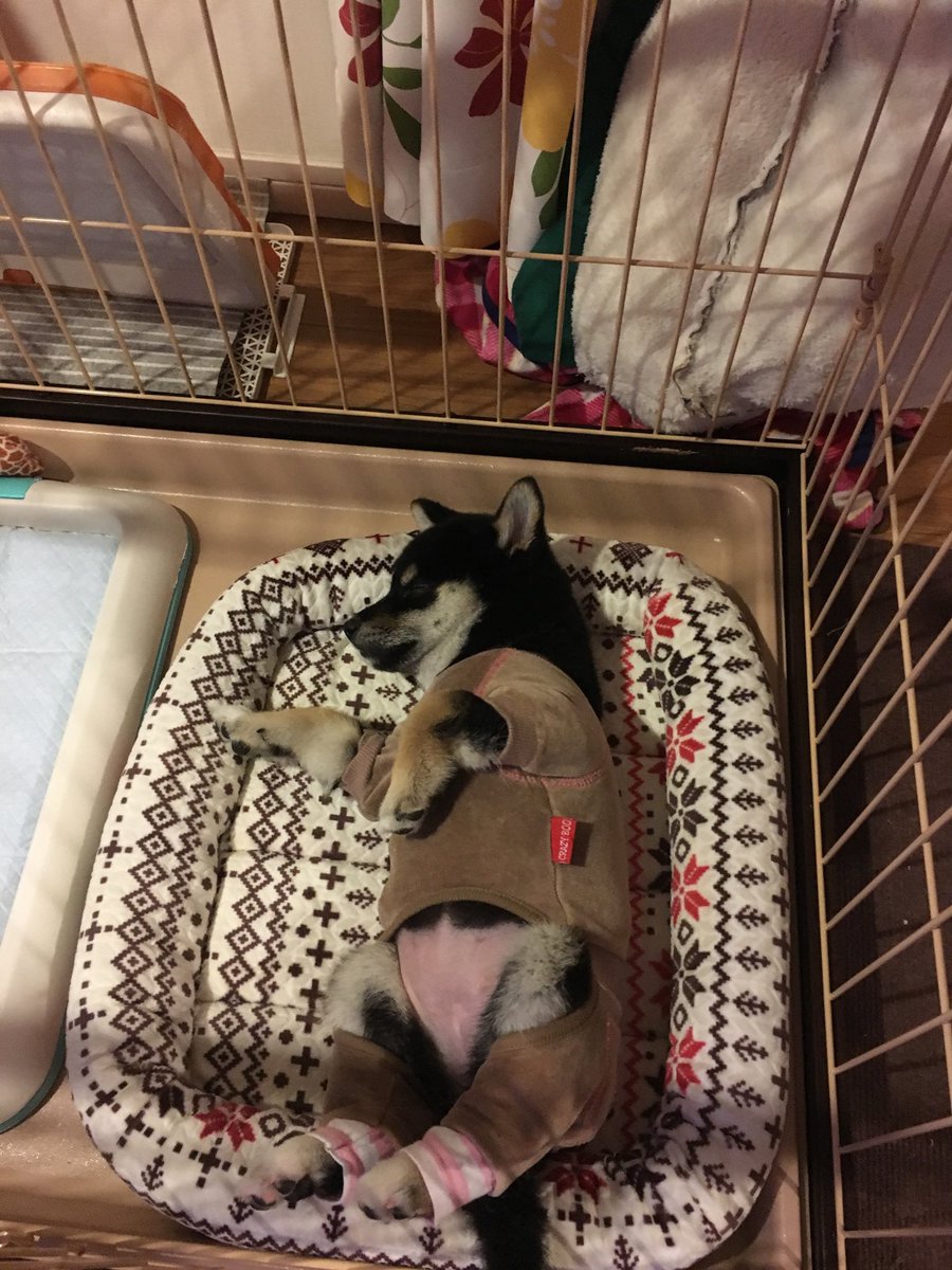 ぽんぽん独占禁止法に違反してました😭