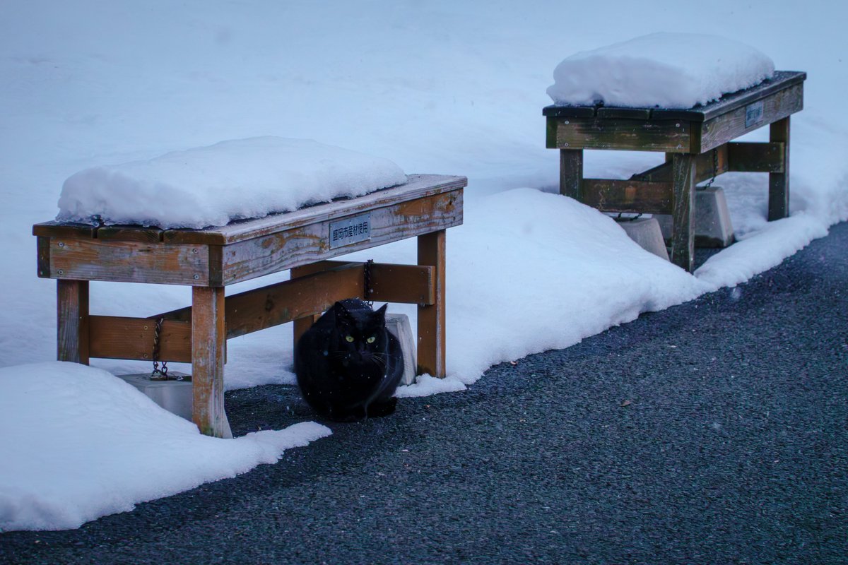 2026.1.28 白い雪、黒い猫 #岩手 #盛岡 #街 #猫 #冬 #雪 #iwate