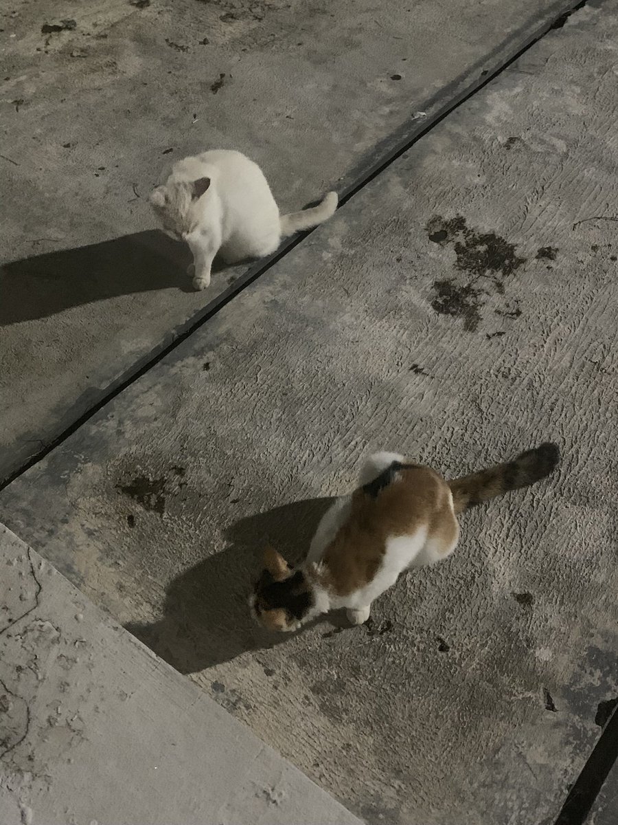 Kucing2 ada yg punya tp diliarin, yg belang untung udh steril coba kalo blm udh isi terus tuh, kaya si belang anak 4😭