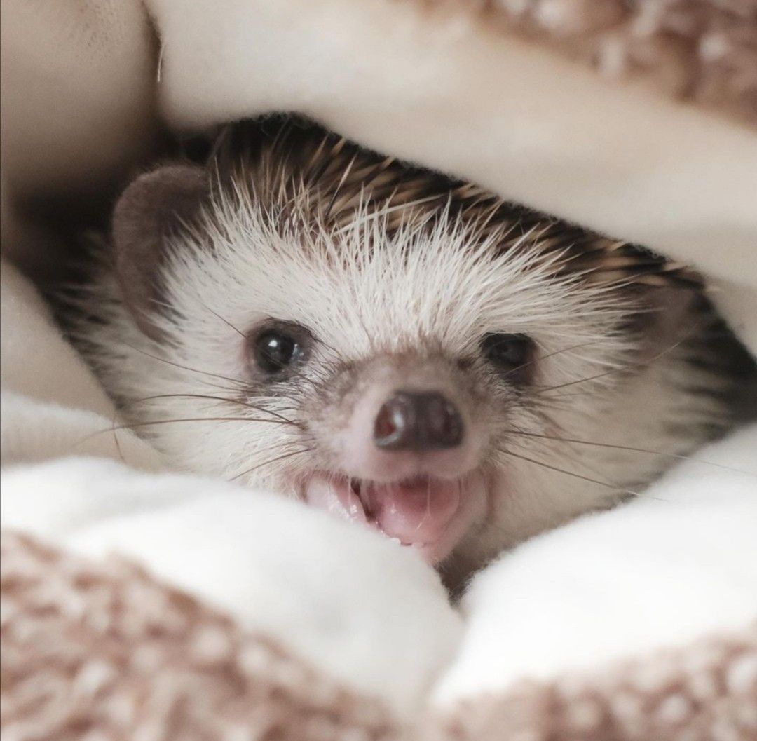 HedgehogZone_'s tweet photo. https://t.co/Yd3hgCregH