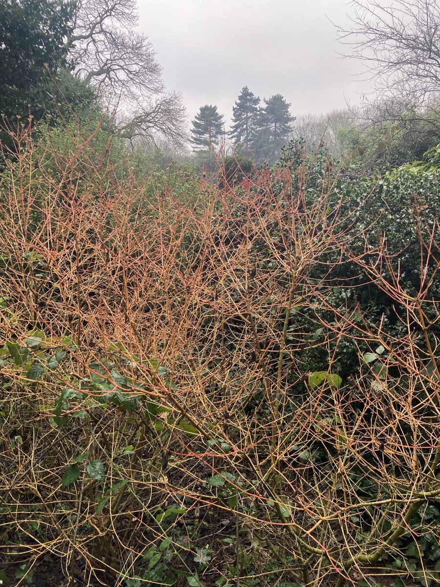 Waterlow Park tweet media