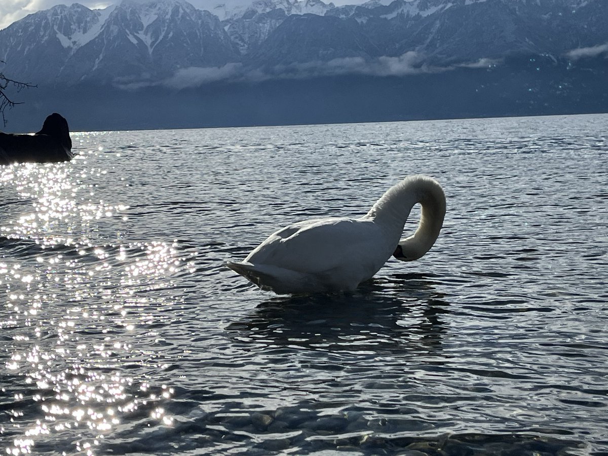 johnstontony's tweet image. Turning trash into treasure

Time and tide

#Cully #Lavaux #Switzerland 🇨🇭⌚️⏳