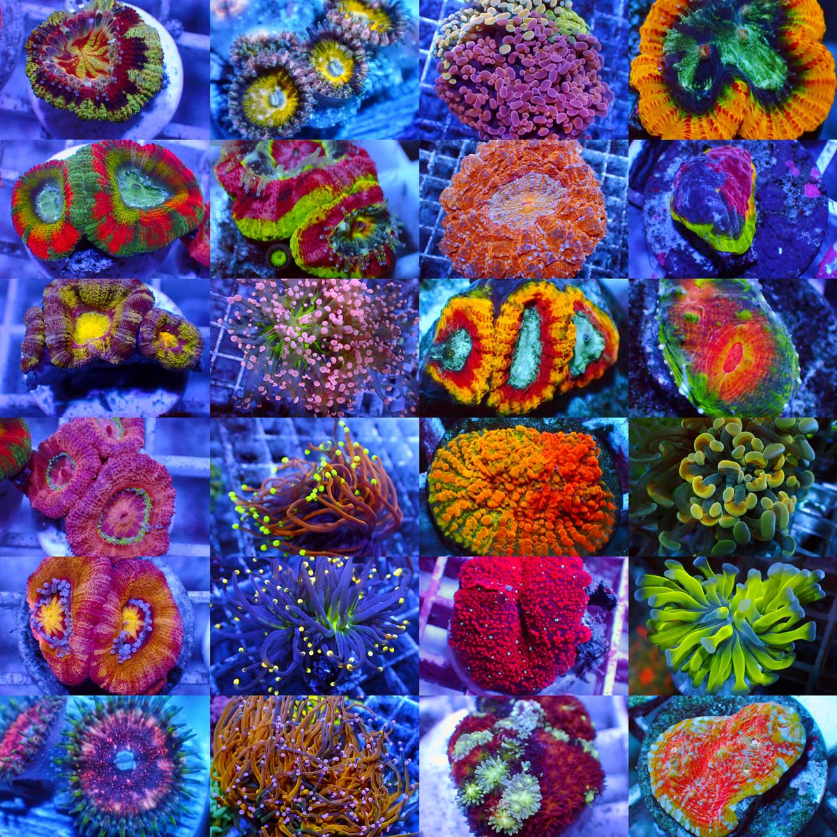 HaleBoppCoralsかいぞく (@HaleBoppCorals) / Posts / X