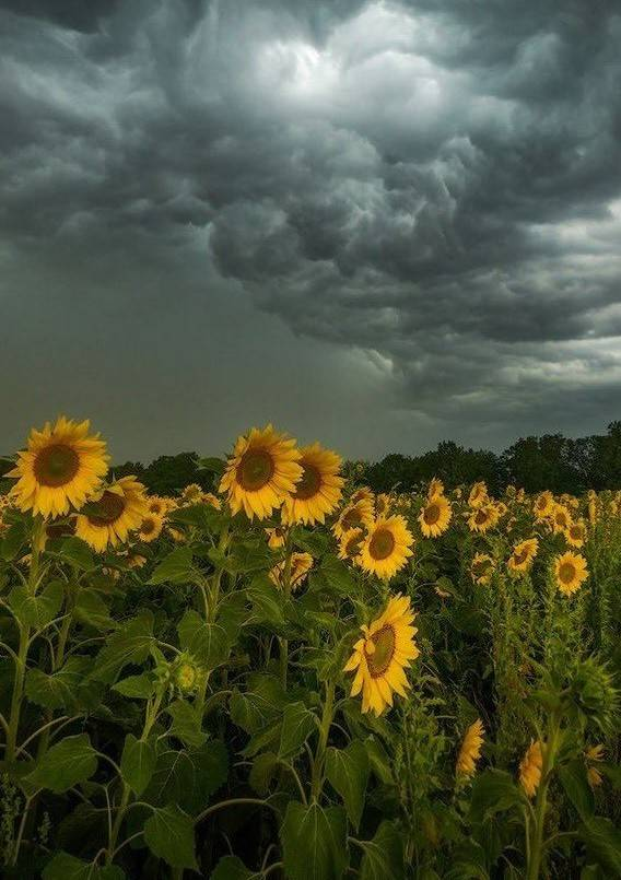 Gloomy sunflower field