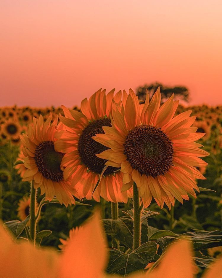 sunflowerchives's tweet image. Sunflower field🌻