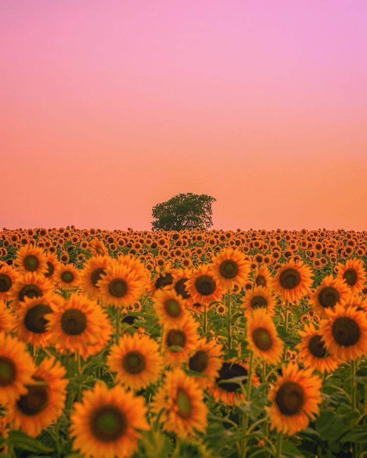 sunflowerchives's tweet image. Sunflower field🌻
