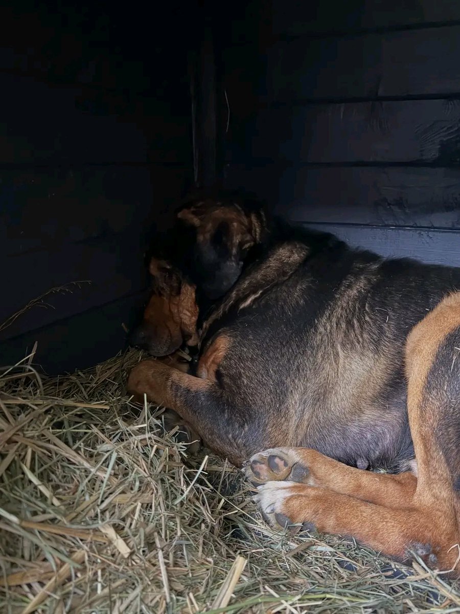 To on jest tym skatowanym, tym, na którego głowie odnaleźć można całą masę blizn po uderzeniach drewnianą pałą. To jego wzrok ucieka przed człowiekiem i jest namacalnym dowodem okrucieństwa, jakiego doznał w Sobolewie od oprawcy i zwyrodnialca Drewnika‼️ Gdzie sprawiedliwość ‼️