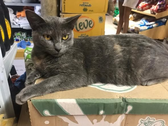 Evito postar sobre a barbárie sofrida pelo cão Orelha. Dói. Revolta. Não pude deixar de lembrar de Nina, gata linda morta a pauladas em Parati faz 7 anos (2ª foto). A Nina q mora aqui  veio com esse nome mantido em homenagem a ela. Criaturas escrotas, tirem as garras dos animais