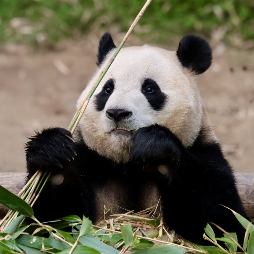 LUKE_パンダ (@0612xiangpanda) / Posts / X