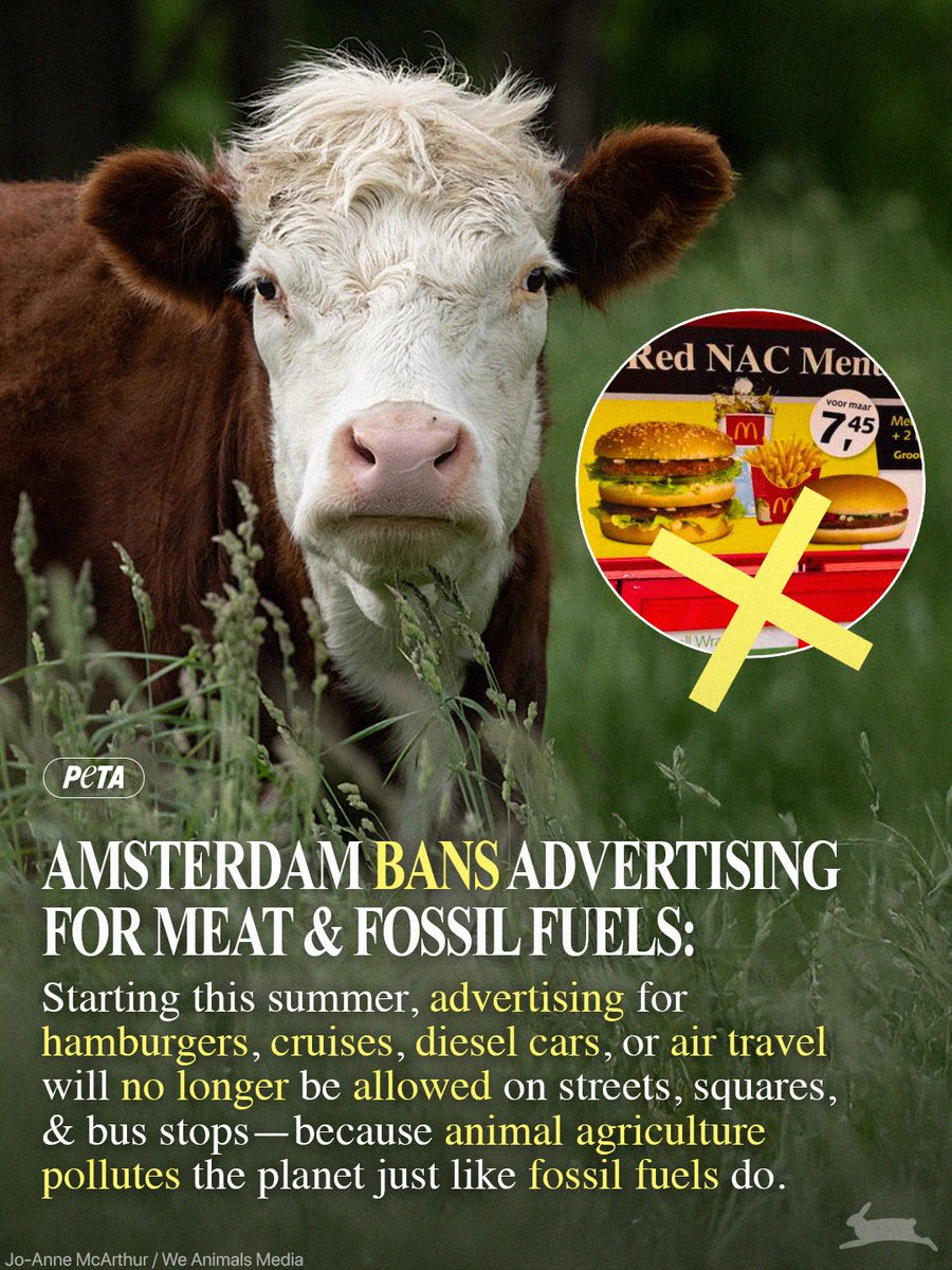 peta's tweet photo. We LOVE to see this ✨👏

The majority of Amsterdam's city council voted in favor of this compassionate ban, making it the first capital in the world to ban meat advertising!

A HUGE thank you to its city council for helping animals, the environment, &amp; public health 🐮🫶 https://t.co/5t9i10qXKo