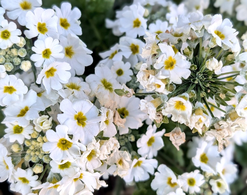 RT @ceder1207: 今日は☀だけど☁が出る時間もあって。あまりピーカン