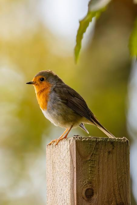 Elizabeth (@elizabe71655791) on Twitter photo 