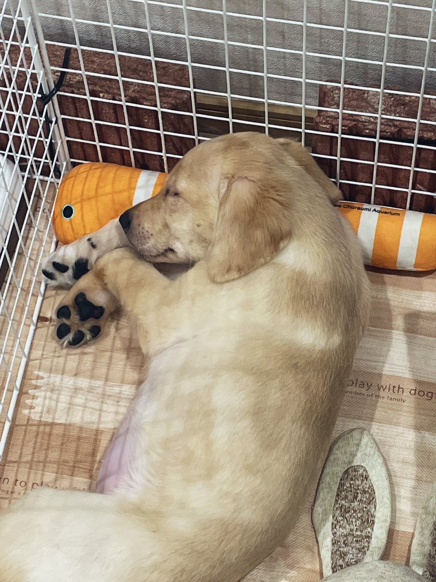 うちのぽんぽん