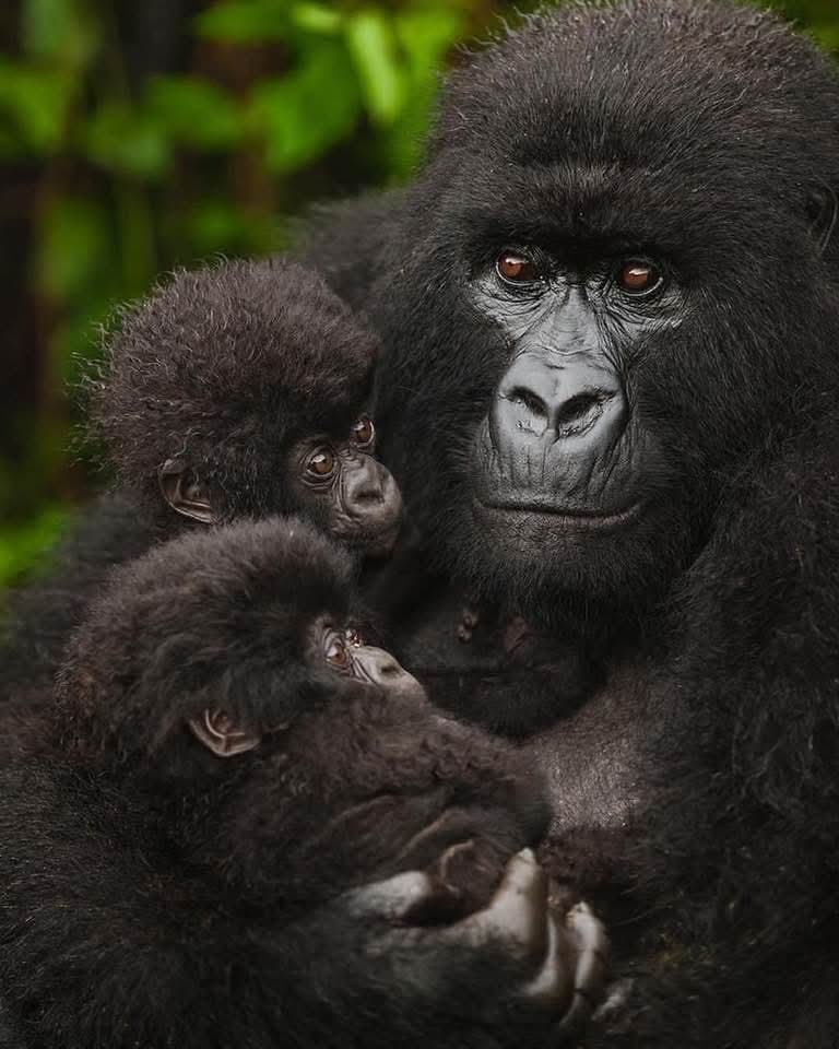 JungleRideSafar's tweet image. Mountain #gorilla families r close-knit, social units (troops) usually numbering 10-40 members, led by a dominant, silver-backed male who protects, guides &amp;amp; mates with the females.

📩jungleridesafaris@gmail.com 
jungleridesafaris.com

#Rwanda #Uganda #visitrwanda #visituganda