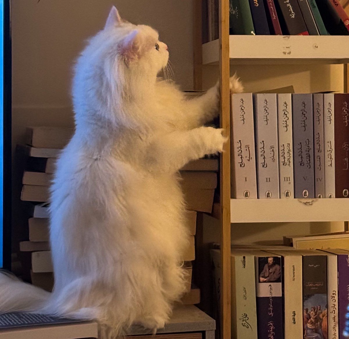 حتى القطط تتفاجأ بالكتب عندما تكون مرتبة!