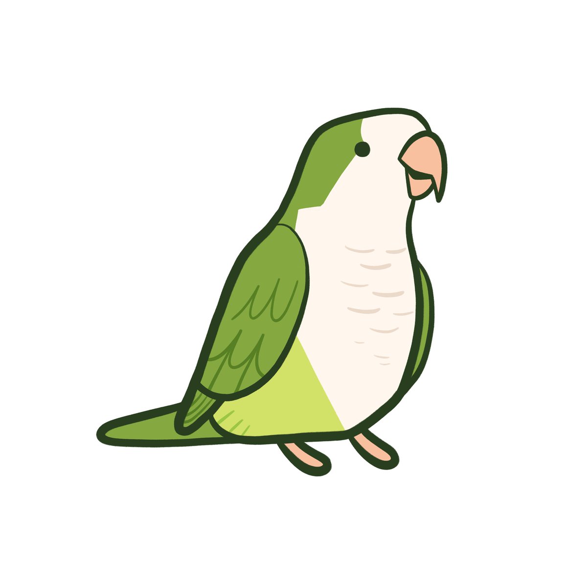 #1일1새
153. 퀘이커
남아메리카가 원산지인 앵무새입니다. 이름인 퀘이커는 떨림(Quake)+er이라는 뜻이며 말그대로 머리를 떨고 날개를 파닥파닥거리는 특이한 습성이 있습니다. 이 행위는 유조때만 볼 수 있고 사람으로 따지면 옹알이 같은 의미의 행동이라고 합니다.