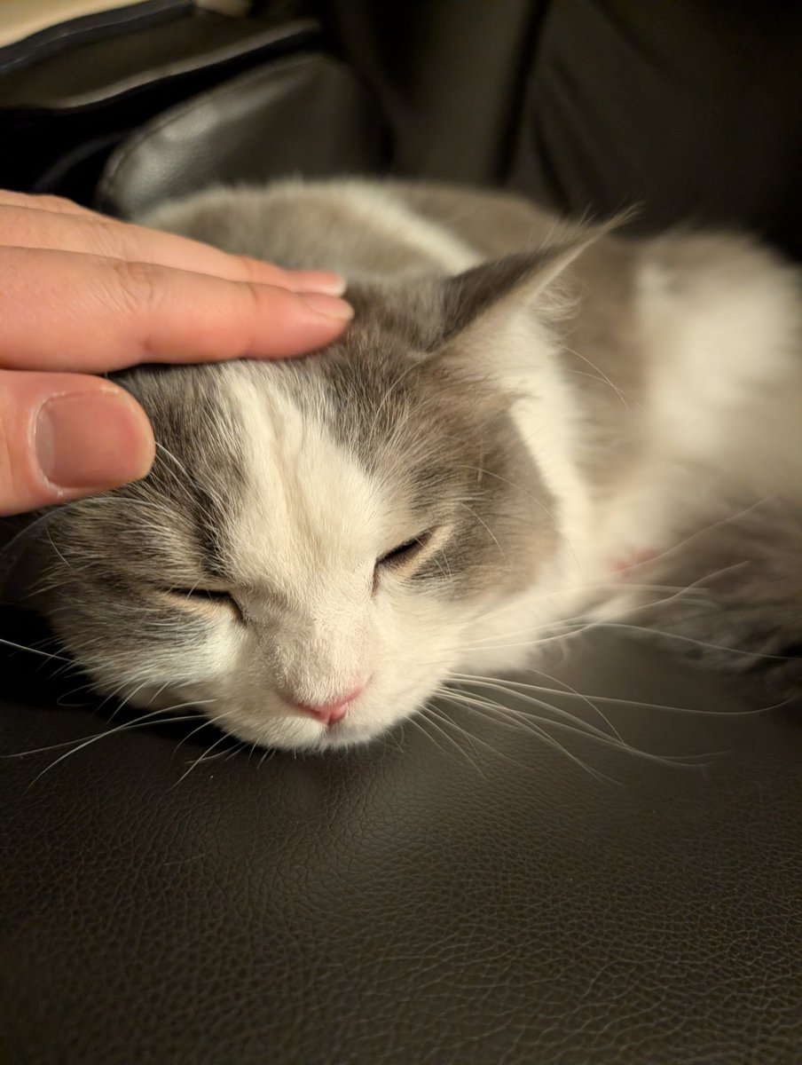 いまならなでなでしてもいいよタイム入った🐱 