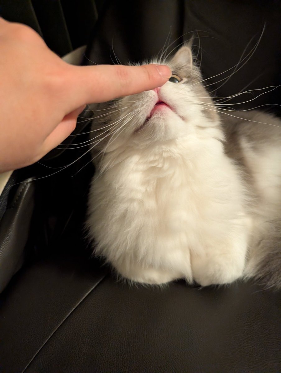 いまならなでなでしてもいいよタイム入った🐱 