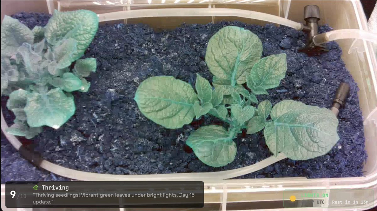 Love the greens $SOLNUM