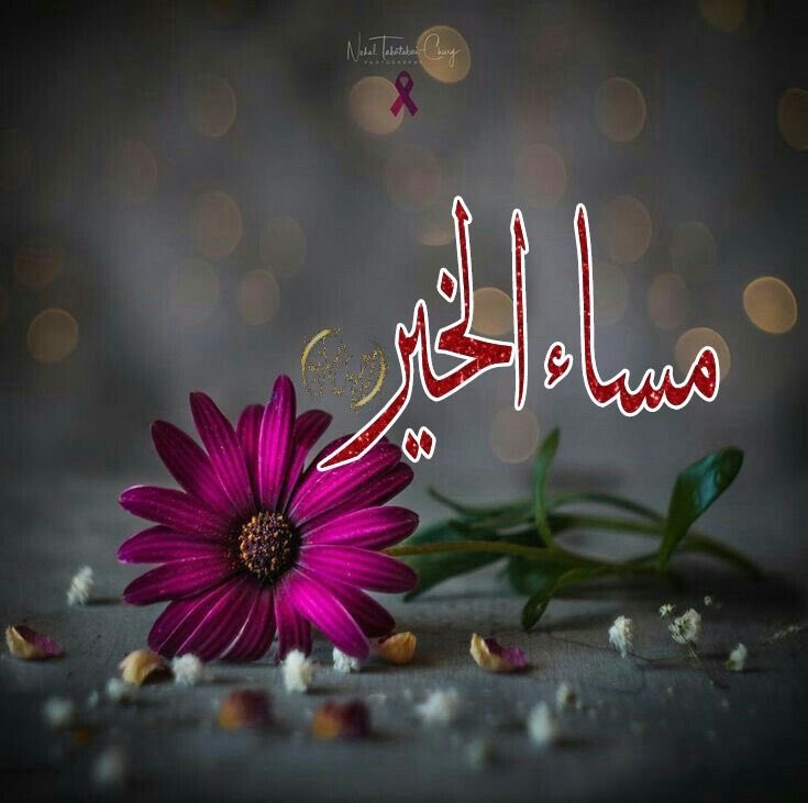 #مساء_الخير 
فتح الله لكم كل أبواب الخير والفرج والسعادة والهناء 🌹🤲🏻🌹
🌹🤍🌹مساء المحبة والسرور 🌹🤍🌹