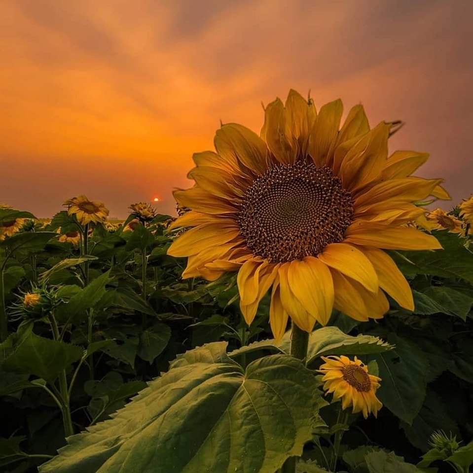 sunflowerchives's tweet image. golden sunflower