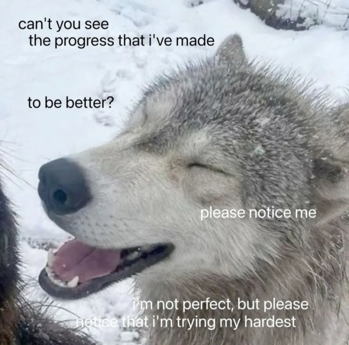 northstardoll's tweet image. 