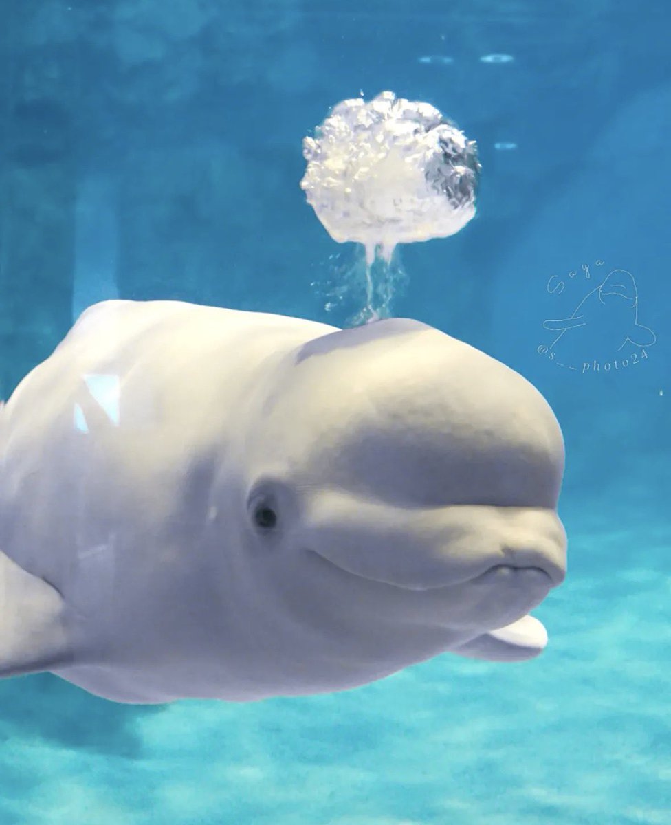 NaturPictures's tweet photo. Acaba de tener una idea 💡🐳 https://t.co/jVR9erAMXp