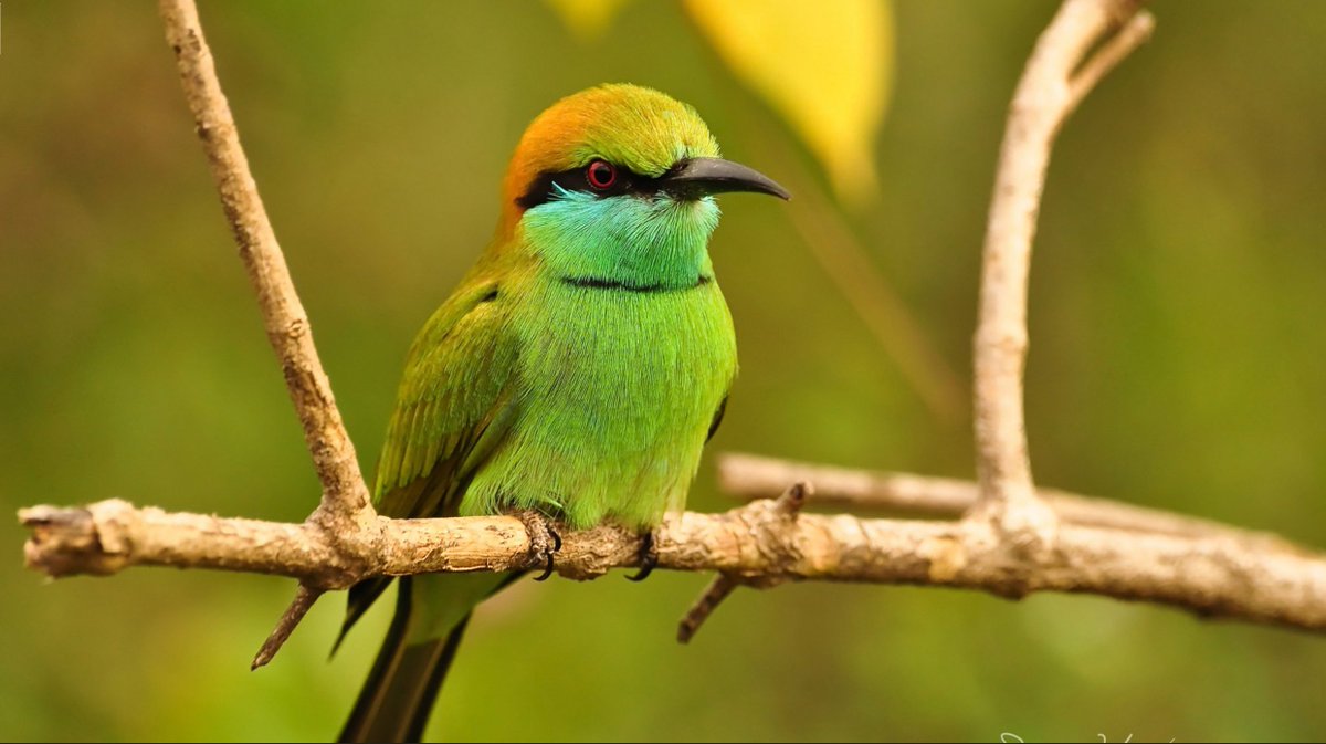 Un moineau du Sri Lanka