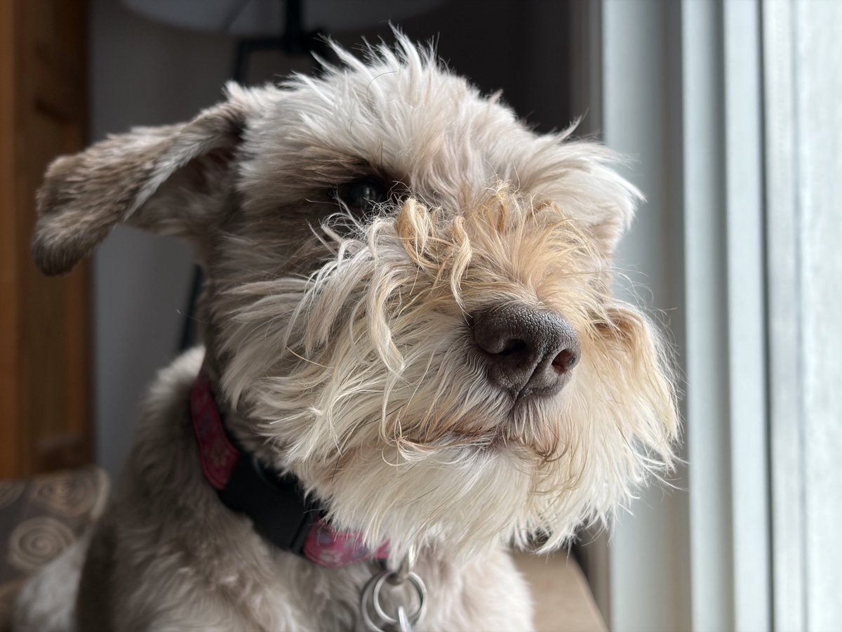 carmilevy's tweet photo. Today needs more dog in it.
Who’s with me?
#ldnont #canada #callithewonderschnauzer #actofdog https://t.co/5e1MRinPAh