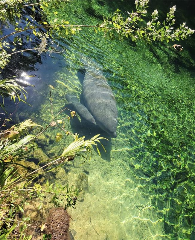 🛑🖐️ Pause your scroll to admire Annie, the momma manatee, and her calf at Blue Spring State Park! 🥹⁠
⁠
✈️ Fly nonstop: flytodaytonabeach.com
⁠
📸: OPS Ranger Jillian Fonseca, reshared by Blue Spring State Park 
⁠
#FlyDAB #OldFloridaNewVibe <a href="/WestVolusiaFLA/">West Volusia Tourism</a>