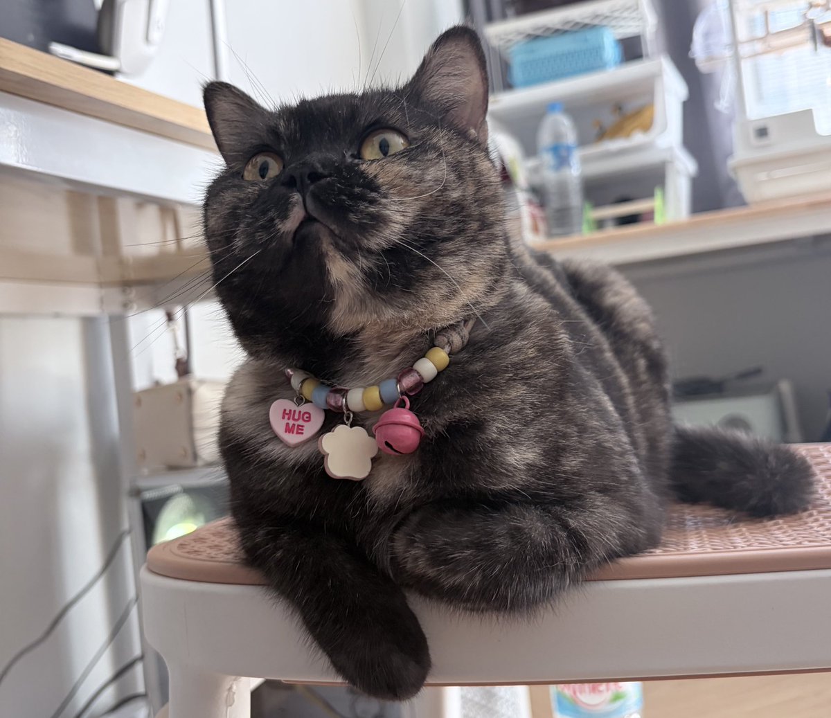 2026 เปนปาท่องโก๋พลัสไซส์แทน ขนาดใหญ่สุด ... คาซึมะรู้กแม่