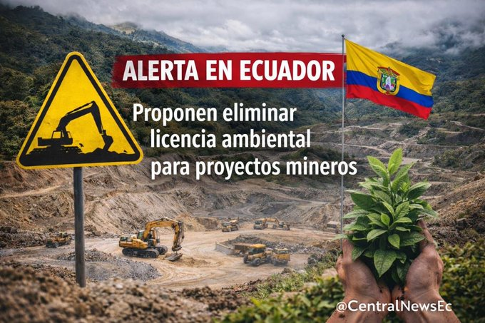 AlbertoAcostaE's tweet photo. Noboa propone violentar Constitución para impulsar...
la pandemia megaminera ronda en El Oro
ECUADOR, COMO UN CANGREJO, CAMINA PARA ATRÁS
Por Alberto Acosta, Carlos Zorrilla

Se confirma una vez más. En Ecuador existe una suerte de ADN extractivista en casi todos los segmentos de la población ecuatoriana, empezando por sus élites, que bloquea pensar en una economía que no dependa de las exportaciones primarias. El gobierno de Daniel Noboa asoma como un exacerbado ejemplo de esta atávica tendencia. Ahora, cuando naturalmente las reservas petroleras declinan, se busca un sustituto. Y esa alternativa es la minería, en especial la megaminería.

Una empresa china, la CMOC Group Limited, que adquirió el negocio a la candiense Lumina Gold, está empeñada, desde junio del 2025, en llevar adelante el proyecto Cangrejos, con una duración de 26 años. Tiene nada más ni nada menos que 8 concesiones, con un total de 6.387 hectáreas, en la provincia de El Oro, en los cantones Santa Rosa y Atahualpa. Se trata de dos tajos adyacentes, que impactarían directamente por lo menos en 280 hectáreas. Esta mina en ciernes se encuentra en Valle Hermoso, Cantón Santa Rosa, a escasos 30 kilómetros de Machala. La explotación sería con la modalidad de minería a gran escala y a cielo abierto: Gran Bestia (mina oriental) y Cangrejos (mina occidental).

La reserva de la mena (subsuelo mineralizado con mayor certeza de ser explotado), que incluye diversos minerales, llegaría a 659 millones de toneladas; que podrían alcanzar los casi 1,5 mil millones si se le añade parte del yacimiento aún no suficientemente estudiado. Sería una mina que generaría enormes cantidades de desechos por tener muy bajo contenido metálico (En este tipo de yacimientos no es casi imposible desarrollar actividades propias de la minería ilegal).

Es decir, se obtendría una reducida parte de oro y otros minerales por tonelada: 0,55 gramos de oro por tonelada; 0,68 gramos de plata por tonelada y 0,1% de cobre por tonelada. El total calculado sería de 11,6 millones de onzas de oro, 14,4 millones de onzas de plata y 1,4 mil millones de libras de cobre (equivalente a 635.000 toneladas); de esos montos sería recuperables unos 9 millones de onzas de oro; 9,6 millones de onzas de plata; y, un 78,9% del cobre. Estos atractivos minerales vienen acompañados de metales secundarios tóxicos: mercurio, arsénico plomo, cadmio, cromo y antimonio. Llama la atención que, al igual que todos los otros proyectos mineros, no se reporta la existencia de metales raros, algunos de los cuales valen mucho más que el oro, y que son recursos muy apetecidos por el Estado chino.

Las inversiones estimadas fluctúan entre 1.300 y 1.800 millones de dólares. Según las primeras estimaciones, se obtendrían en total unos 5.500 millones de dólares en ingresos durante la vida útil de la mina (26 años), es decir algo más de 200 millones de dólares anuales (0,5% del Presupuesto General del Estado del año 2026). Esta cantidad con toda seguridad está muy lejos de representar algo más del 50% de los beneficios o ganancias que obtendría la empresa, tal como lo dispone el artículo 408 de la Constitución (en realidad, ningún proyecto minero cumple con este requisito). Adicionalmente, si se toma en cuenta los costos reales de la remediación de minas a gran escala y a cielo abierto en ecosistemas como el de este proyecto, los beneficios fiscales netos para el Estado, se reducen sustancialmente o hasta desaparecen.

La generación de puestos de trabajo en la fase inicial sería de unos 1.200 trabajos, que luego, como sucede en este tipo de actividades capital intensivas, se reduce a una tercera parte; en su mayoría quedarían técnicos y trabajadores calificados, los que, normalmente, no vienen de las zonas de influencia territorial de este tipo de proyectos. Entre el 80 y 90% de los empleos en la actividad minera benefician solo a hombres. La presencia de estas actividades, como sucede con los extractivismos, suele generar múltiples conflictos sociales, delincuencia, prostitución, aumento del alcoholismo, drogadicción y violencia intrafamiliar. Las mujeres son las más afectadas por la minería.

Aquí aparecen aspectos que normalmente no son considerados en la  evaluación de estos mega emprendimientos, tan promocionados por el  gobierno y la gran prensa. La huella ecológica no se reduce solo a los  tajos de la mina, que tendrían mega dimensiones: se estima que podrían  ser de un kilómetro de diámetro y hasta un kilómetro de profundidad.

Si se llegará a explotar el yacimiento en su totalidad, es decir si  se extraen los 1.486 millones de toneladas de subsuelo, 827 millones de  toneladas acabarían en las relaveras, o piscinas de relaves, (residuos  finos generados en el procesamiento de los minerales: roca molida, agua  contaminada, productos químicos y minerales no aprovechables). El  proyecto tiene previsto un ritmo de extracción creciente: se inicia con  30.000 toneladas/día hasta llegar a las 80.000 toneladas/día. Dado la  enorme cantidad de mena que pretenden extraer y procesar, el impacto  total del proyecto afectaría al menos unas 2.000 hectáreas,  principalmente por el área requerida por los gigantescos tajos, los  equipos, las relaveras (en este caso una parte de los desechos sería en  forma de relaves deshidratados) y las escombreras para almacenar incluso  la capa vegetal y boscosa que sería necesario remover.

Recuérdese, también, que estos proyectos a gran escala provocan severas deforestaciones en zonas boscosas, inclusive afectaciones a las actividades agrícolas y ganaderas en la zona misma del tajo y áreas donde se almacenan los desechos sólidos y líquidos; por cierto, con múltiples impactos en amplias zonas de su influencia. Cabe recordar que los impactos no se quedan en la zona de la mina, sino que son “compartidos” por el viento y las fuentes de agua subterráneas y superficiales.

Aquí emerge un punto crucial. Para movilizar y procesar esta enorme cantidad de material se precisan grandes cantidades de agua. Al inicio se requerirían 201,7 m3 por hora, que llegarían a casi 538 m3 por hora; volumen que, puesto en litros, para entender mejor de qué estamos hablando, nos da un número gigante: 537.800 litros por hora o 12,9 millones litros por día.

En caso de la ruptura de un dique de cola o relavera, como tristemente se ha demostrado en ortos lugares, por ejemplo, en Mariana y Brumadinho, en el Brasil, los impactos en los cuerpos hídricos pueden afectar a comunidades cientos de kilómetros aguas abajo de las minas y poner en peligro la vida humana. El manejo del agua puede contaminar por decenas e incluso cientos de años los flujos de agua, provocando, por igual, impactos en las aguas subterráneas.

Aunque la empresa dice que no se provocaría dicho drenaje, porque se recurriría a relaves deshidratados, se debe tomar esta cuestión con mucho cuidado, considerando la enorme pluviosidad en la zona: más de 2500 mm promedio, valor que sube en la época de El Niño, que cada vez está más bravo. Por cierto, otra pregunta clave es: ¿de dónde se obtendrán los enormes volúmenes de agua que demanda el proyecto, especialmente en verano y las épocas de sequía? La apertura de una mina puede secar, desviar e inclusive contaminar fuentes de agua (superficiales o acuíferos) de comunidades aguas abajo. En consecuencia, de ninguna manera estos impactos se pueden circunscribir a las zonas de directa afectación.

Dicho en términos territoriales acotados al proyecto en esta provincia, su impacto podría llegar a bastas regiones bananeras, cacaoteras y camaroneras circundantes de Puerto Jeli. Más allá de la parroquia Bella María del cantón Santa Rosa, en donde se establecería el grueso del proyecto Cangrejos, las poblaciones de Machala, El Guabo, Pasaje, Huaquillas, en la zona baja de la provincia, podrían sufrir diversas afectaciones -por ejemplo, en su salud- por el polvo o la contaminación del líquido vital o por su escasez en determinadas épocas del año. No se puede dejar de lado el hecho de este proyecto Cangrejos se ubicaría en un área de conservación y uso sostenible municipal, que es, a su vez, cabecera de algunas vertientes y ríos.

En términos de electricidad, la demanda de este proyecto pasaría inicialmente, durante los primeros 4 años, de 100 a 150 MW; lo que significa que prácticamente un equivalente a toda la generación (actual) de Termo Machala sería destinada a este fin. Adicionalmente, gran parte de la infraestructura de transporte la asumirá el Estado, tan es así que ya se anuncia el arreglo de las vías cercanas al Proyecto Minero Cangrejos.

Entre otros tantos puntos a considerar, es la posible pérdida del Patrimonio Cultural del país ya que se conoce que la región donde se ubica la concesión minera, es conocida como área de presencia histórica de la cultura Milagro del Período de Integración (aproximadamente del 500 al 1500 d. C.), con una asociación con la cultura Cañar y una posible interrelación con la cultura Manteña.

Una cuestión adicional a considerar -en todos los proyectos mineros- es la existencia de leyes débiles o sesgadas a favor de las empresas, que abren la puerta a todo tipo de violaciones de Derechos Humanos, colectivos y los de la Naturaleza, así como al irrespeto de las obligaciones fiscales, de las normativas existentes e inclusive de los mismos contratos. Con una institucionalidad débil, como la que existe en Ecuador, las comunidades y la Naturaleza estarán desprotegidas, tal como sucede con la incapacidad estatal con la minería ilegal propiamente dicha. Un asunto de mucho cuidado cuando se sabe que los llamados pasivos ambientales permanecen por decenas e incluso centenas de años luego de la terminación del proyecto minero.  Y en este contexto la corrupción y múltiples formas de violencia estarán a la orden del día.

Bastaría con recordar que, en la misma provincia, Zaruma se hunde, literalmente por la incontrolada actividad minera a pequeña escala en el distrito minero de Portovelo. Las imágenes de esos grandes socavones, que se van comiendo la ciudad, nos conmueven. Además, esta actividad minera contamina los ríos adyacentes desde hace más de un siglo, con repercusiones incluso en la zona de Tumbes en el Perú.  Esta tragedia sirve para reflexionar sobre los mayores riesgos que conlleva esta actividad extractivista a gran escala.

Cerremos destacando un punto crucial, aunque el Estado no tiene el  Estudio de Impacto Ambiental y Manejo Ambiental, el presidente Noboa  estaba listo para firmar un convenio de explotación con la empresa china  en enero de este año. Firma que se suspendió quizás debido la creciente  resistencia de la población de la provincia, que comienza a comprender  la grave amenaza que representa este proyecto megaminero. Crece la  conciencia de que este proyecto no será el motor económico regional  prometido, pero si un nuevo dolor de cabeza para la provincia, pues  podría afectar el sector más generador de divisas y empleo de la  provincia: la agricultura y la ganadería. Y por todas estas razones,  agravadas ante la falta de información oficial sobre los enormes riesgos  del proyecto, es deseable que la sociedad orense responda, siguiendo el  ejemplo de la resistencia comunitaria y ciudadana en la provincia del  Azuay y de la masiva movilización del “quinto río” de la ciudad de  Cuenca para defender sus derechos existenciales, es decir tanto Derechos  Humanos como de la Naturaleza.

Estamos advertidos. No se puede seguir jugando con el futuro del  Ecuador. Y la provincia del El Oro -ni ninguna otra provincia- puede ser  tratada como zona de sacrificio para seguir sosteniendo una modalidad  de acumulación primario exportadora, causante de incontables destrozos  sociales y ambientales. Es hora de plantearnos en serio alternativas  sustentables y socialmente equilibradas.

Entre las diversas fuentes de información empleadas se incluye el estudio de prefactibilidad del proyecto minero: Cangrejos Gold-Copper Project NI 43-101 Technical Report on the Pre-feasibility Study

Alberto Acosta, ministro de Energía y Minas 2007, presidente Asamblea Constituyente 2007-2008.

Carlos Zorrillla, co-fundador de la DECOIN en Intag.

https://t.co/Nql5qVp6co 

@_rebelion_org 
@iglesiaymineria