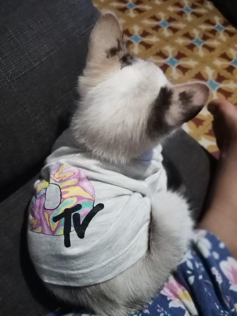 Por fin tengo mi gato, que resultó ser gata 😍